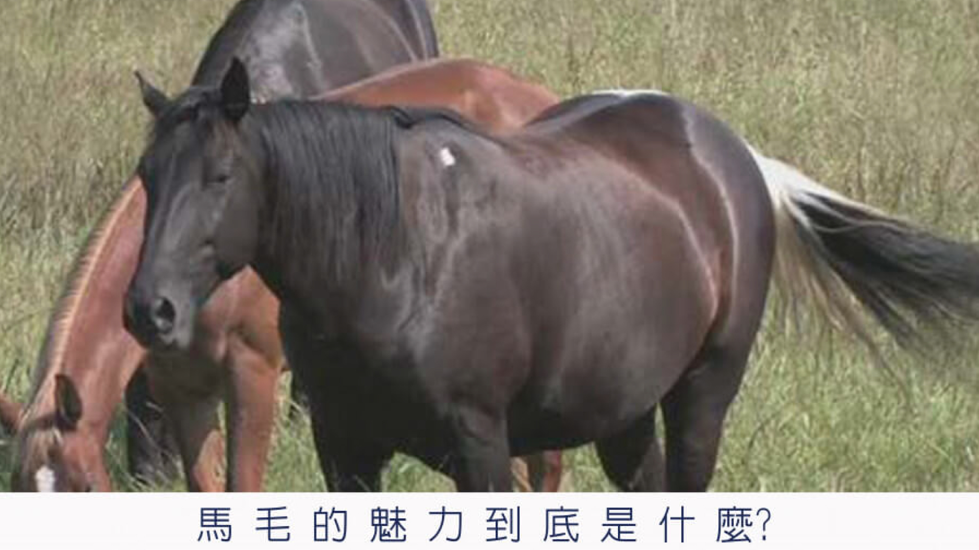 床墊品牌推薦 馬毛床墊 馬毛